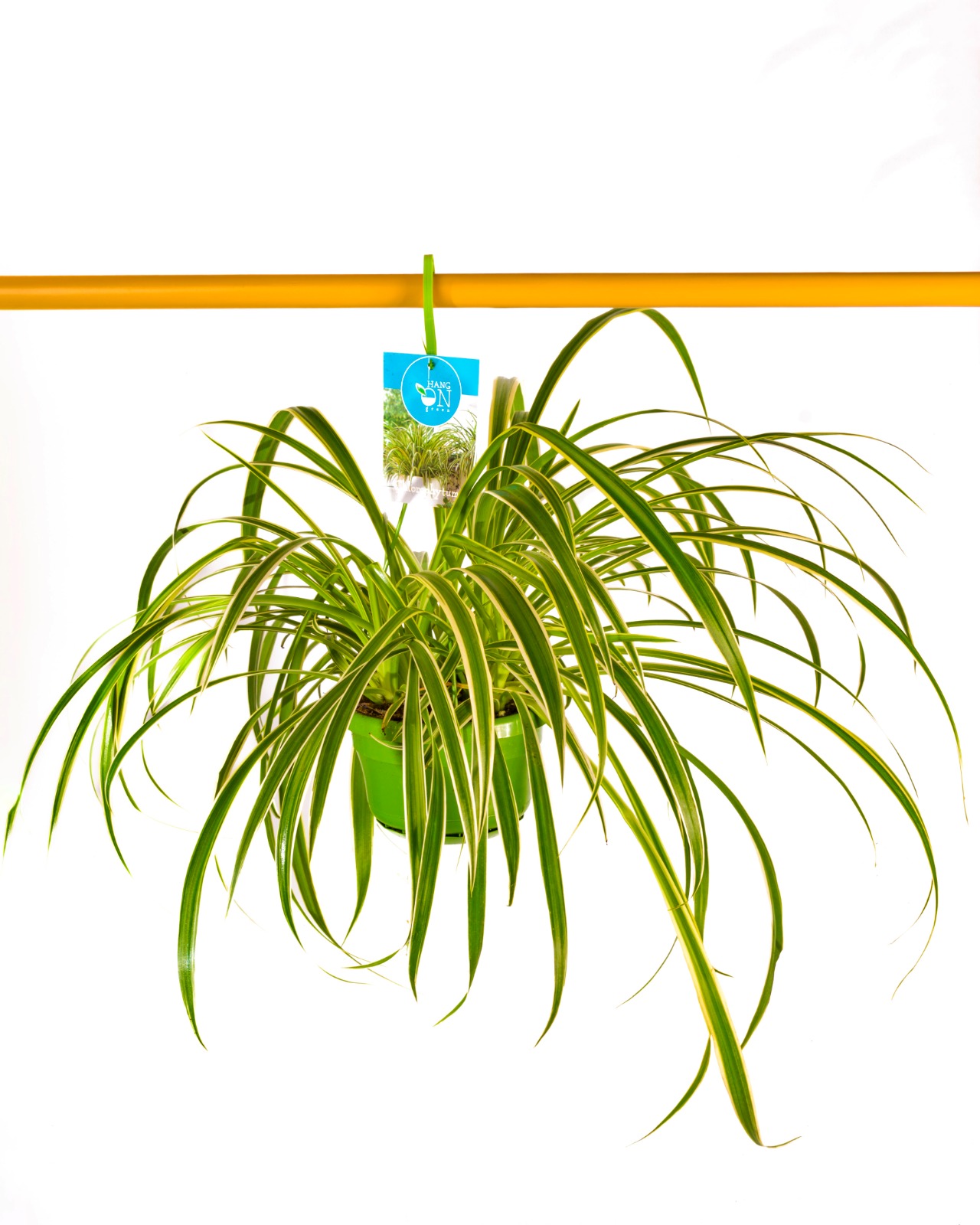 Buy Chlorophytum Com.Atlantic Ht 25 Cm online on Qetaat.com